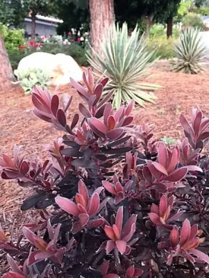Edibella Landscape Design - Landscape Construction in San Diego, CA