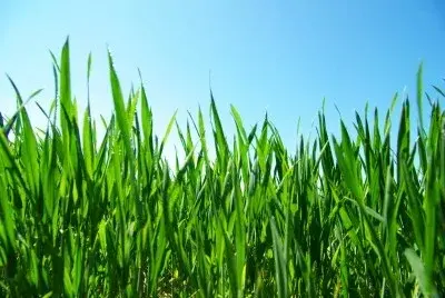Voss Lawn and Landscape LLC - Tree & Shrub Care in Quincy, IL