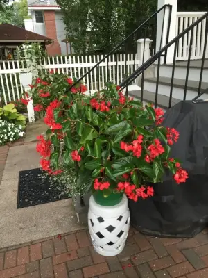 Creative Garden Services - Tree & Shrub Care in Quincy, IL