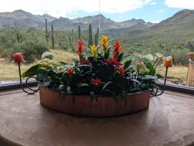 Green Side Planting Design and Maintenance - Landscape Construction in Tucson, AZ