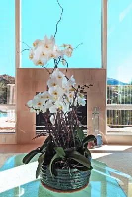 Green Side Planting Design and Maintenance - Landscape Construction in Tucson, AZ