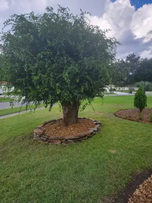 Athen's Ec Landscaping LLC - Tree Planting & Transplanting in Summerfield, FL