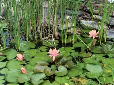 Laura Hotinger - Landscape Construction in Lexington, VA