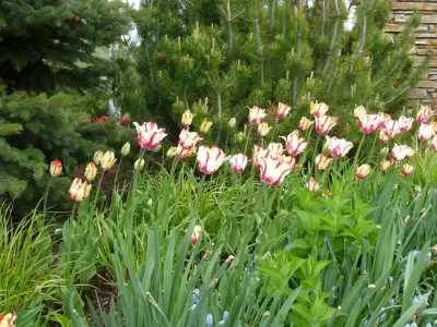 Teton Gardens - Landscape Construction in Jackson, WY