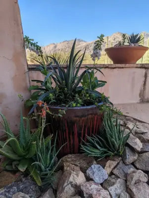 Green Side Planting Design and Maintenance - Landscape Construction in Tucson, AZ