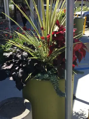 Lesley Grainger Design - Deck Building & Repair in Carmel, CA