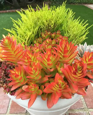 Table2Garden - Landscape Design in Santa Ana, CA