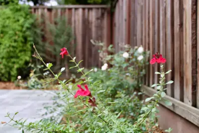 Seafield Landscaping Inc. - Landscape Construction in Pacifica, CA