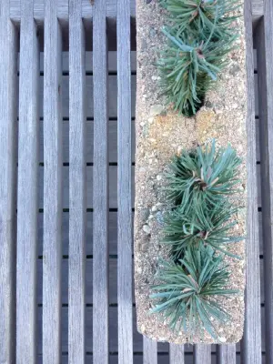 Lisa Chestnut | Landscapes - Landscape Construction in Marfa, TX