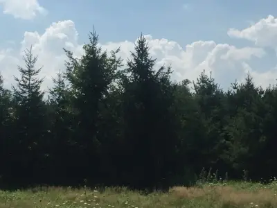 Nursery Stock of Evergreen Trees by Arborcare Landscape Services & Products, LLC.