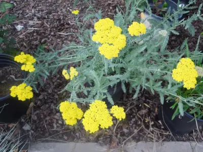 Laura Frost; Home and Garden Designer - Landscape Design in Mckinleyville, CA