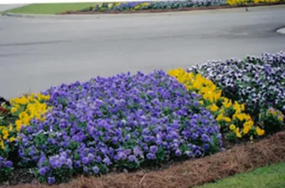 Emerald Coast Landscaping Services, Inc - Design-Build Services in Panama City, FL