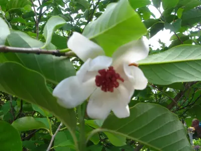 Mast Landscapes Inc. - Tree Planting & Transplanting in Linville, VA