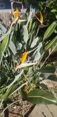 Garden Authority, Inc. - Landscape Construction in Redding, CA