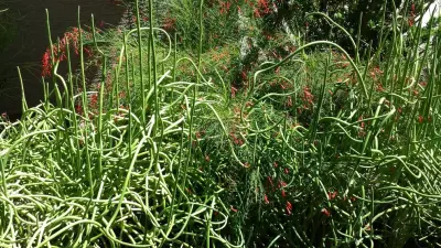 Joyful Unity! Vibrant Desert Plant Pairings — Landscape Design project by Living Rooms Landscape Design