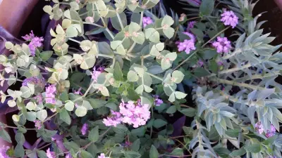 Living Rooms Landscape Design - Deck Building & Repair in Phoenix, AZ
