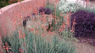 Desert Flora and Lime Wash Stucco — Landscape Design project by Living Rooms Landscape Design
