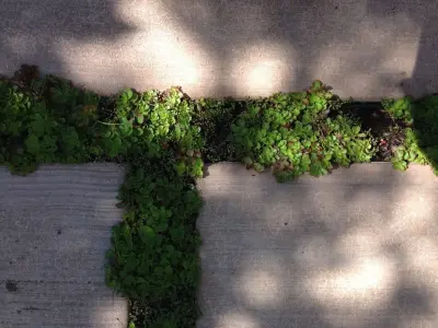 A Dye Design - Landscape Design in Telluride, CO