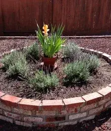 Lovely Little Plants - Landscape Design in Pacific Grove, CA