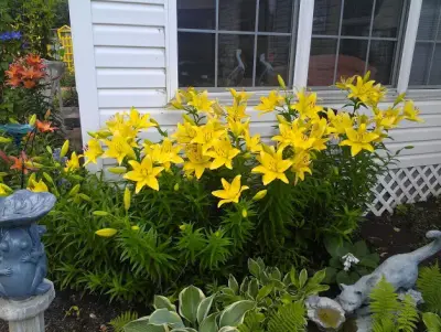 K C Landscape - Tree & Shrub Care in Springdale, AR