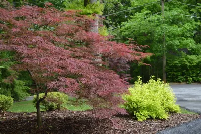 Front Yard with Landscaping — Landscape Design project by Promier Landscapes