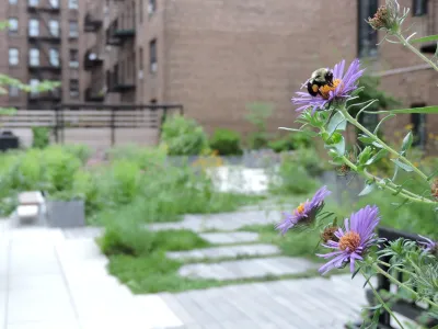 Simbiótica Living Roof, New York, NY — Landscape Design project by Christian Duvernois Landscape/Studio in New York