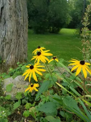 Front Stoop Gardens, LLC - Landscape Design in Albany, NY