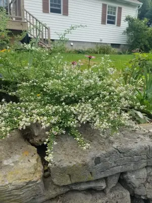 Front Stoop Gardens, LLC - Landscape Design in Albany, NY