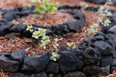 Hawai'i Land & Garden Works - Landscape Design in Kealakekua, HI
