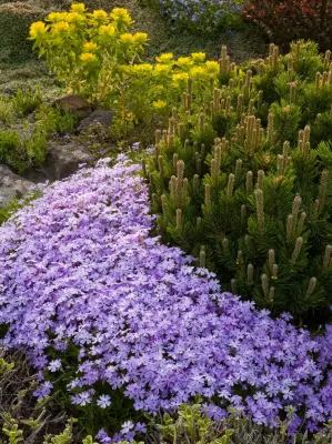 Everlasting Sun Edging — Landscape Design project by Barbara Safranek Landscape Design