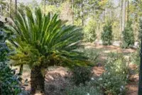 NeSmith - Landscape Design in Thomasville, GA