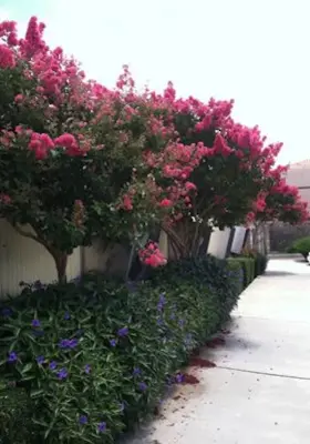 Color Your World LLC - Landscape Construction in Las Cruces, NM
