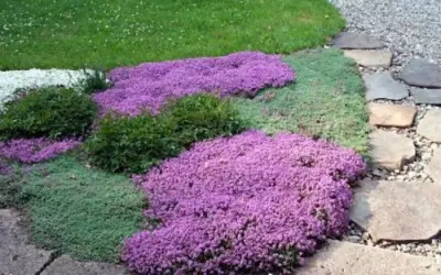 East Wind Landscape Nursery - Landscape Construction in Belmont, NY