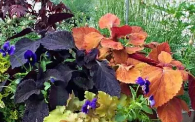 East Wind Landscape Nursery - Landscape Construction in Belmont, NY