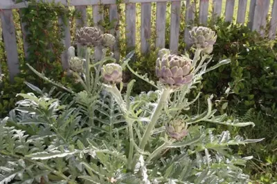 Our Efforts — Landscape Design project by Mesilla Garden Co.