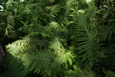 Sun Valley Landscaping - Tree & Shrub Care in Omaha, NE