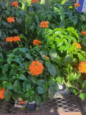 Athen's Ec Landscaping LLC - Tree Planting & Transplanting in Summerfield, FL