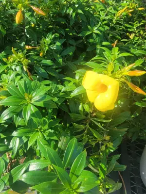 Athen's Ec Landscaping LLC - Tree Planting & Transplanting in Summerfield, FL