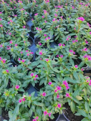 Athen's Ec Landscaping LLC - Tree Planting & Transplanting in Summerfield, FL