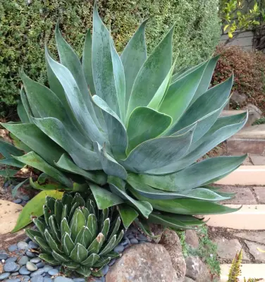 Greenings — Landscape Design project by Gardens & Gables