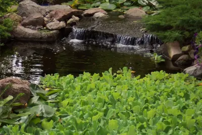 Water Bodies — Landscape Design project by Del's Garden Center