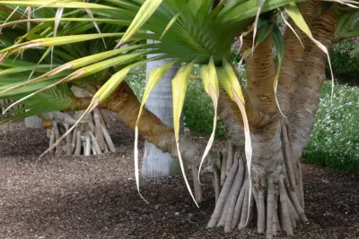 Lisa Chestnut | Landscapes - Landscape Construction in Marfa, TX