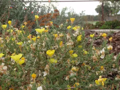 Quercus Landscape Design - Landscape Design in Springville, CA