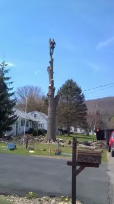 Natural Expressions Tree and Landscaping - Tree & Shrub Care in Binghamton, NY