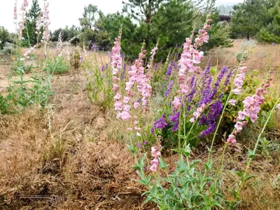 River School Farm - Landscape Construction in Reno, NV