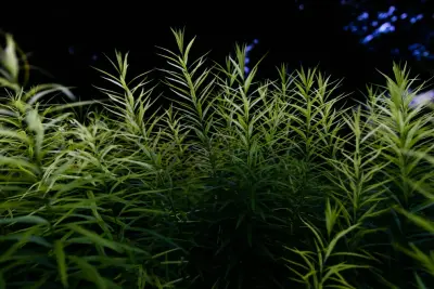 Sun Valley Landscaping - Tree & Shrub Care in Omaha, NE