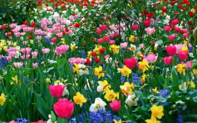 Eugene Garden Design - Landscape Construction in Eugene, OR