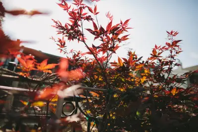 Sun Valley Landscaping - Tree & Shrub Care in Omaha, NE