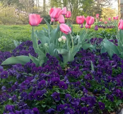 Flourish and Turf Care — Landscape Design project by The Lawn Butler