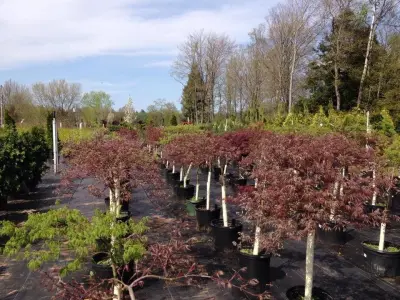 Lasnicki Landscaping - Landscape Construction in Hastings, NY